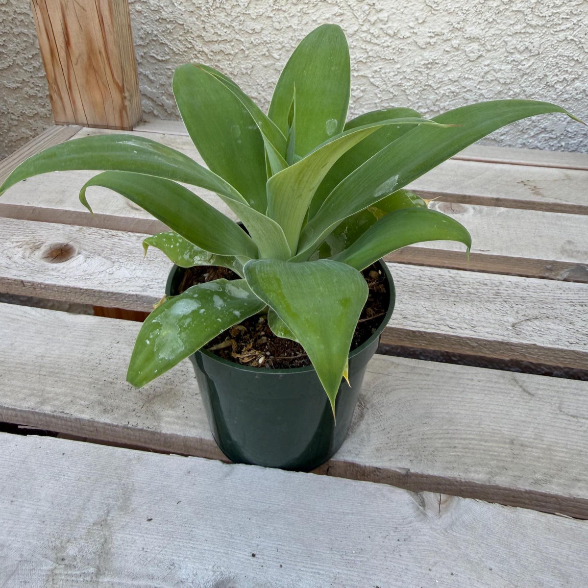 Agave Attenuata | Foxtail Agave 4”