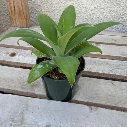 Agave Attenuata | Foxtail Agave 4”