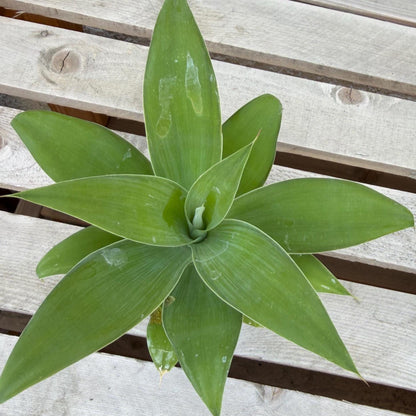 Agave Attenuata | Foxtail Agave 4”