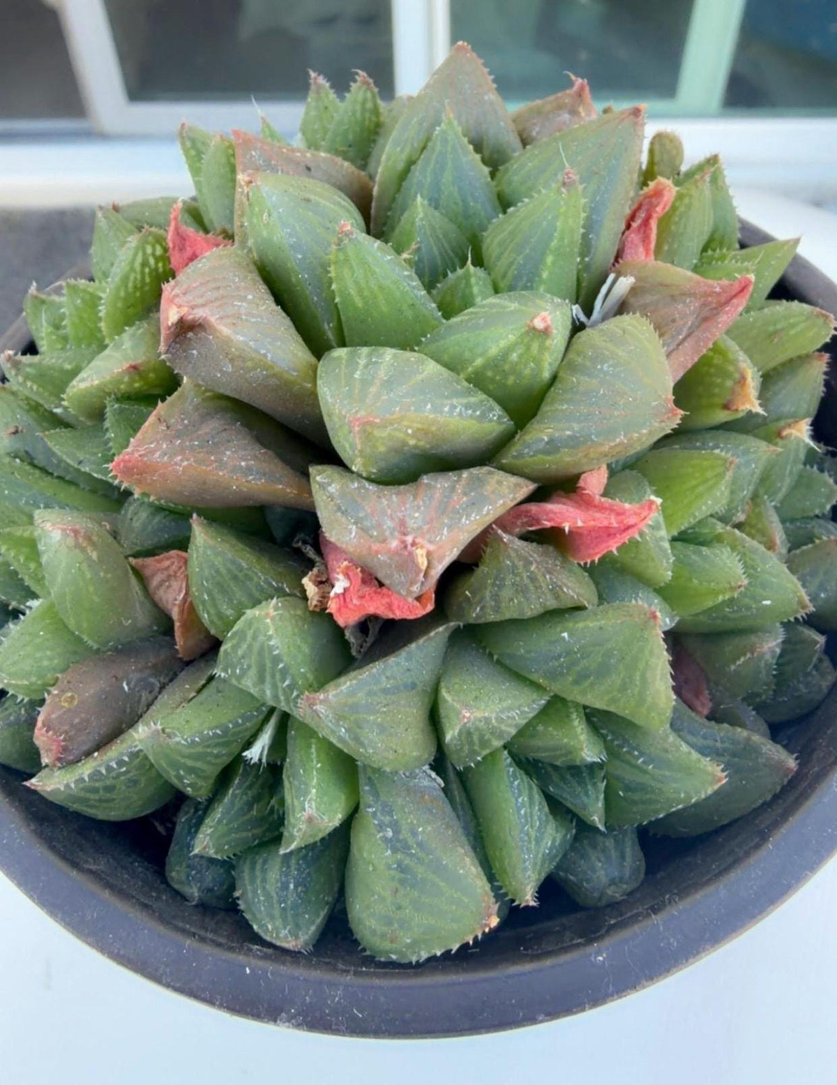 Haworthia Variety 4” | Live Succulent | Rare Plants