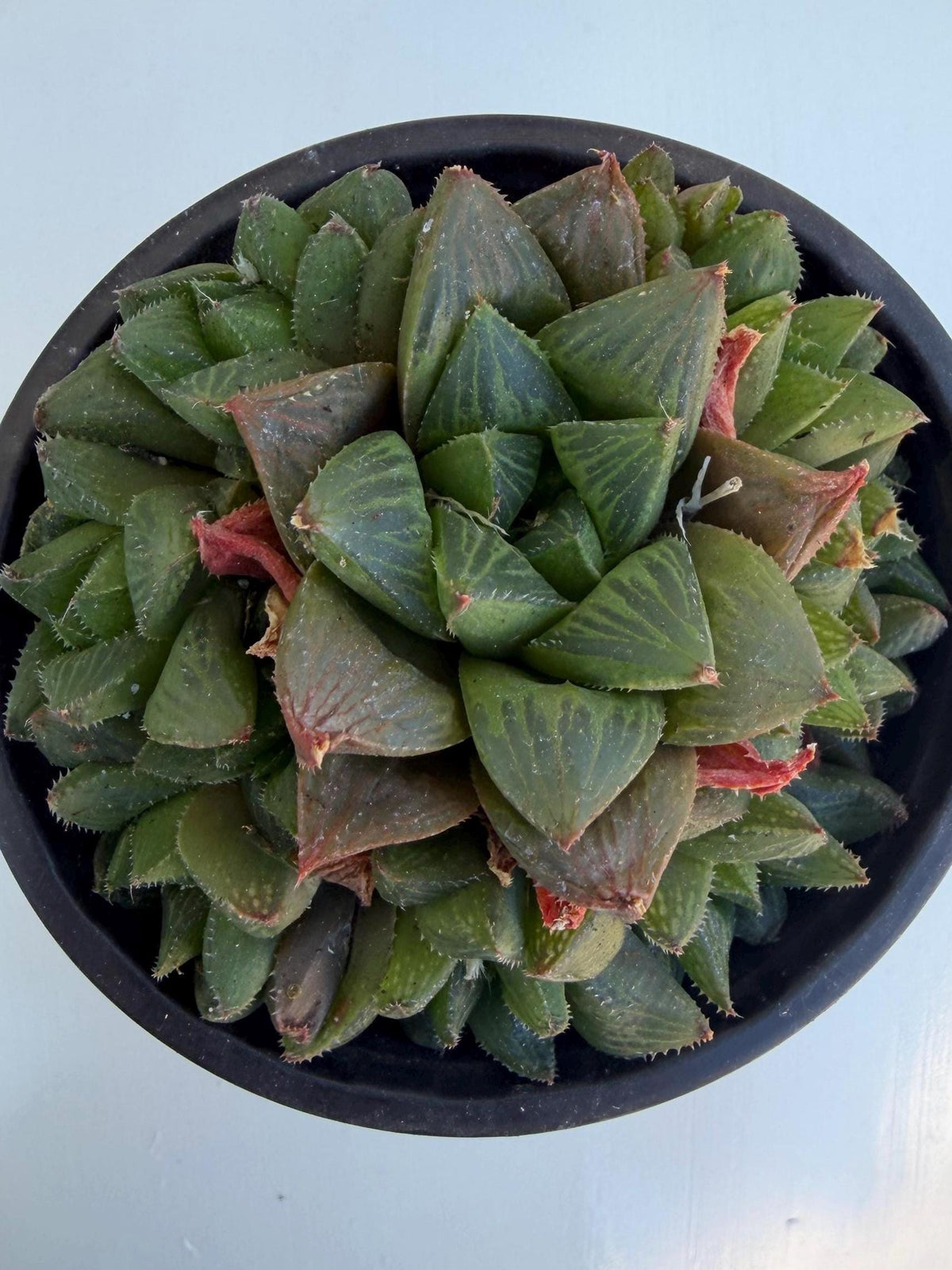 Haworthia Variety 4” | Live Succulent | Rare Plants