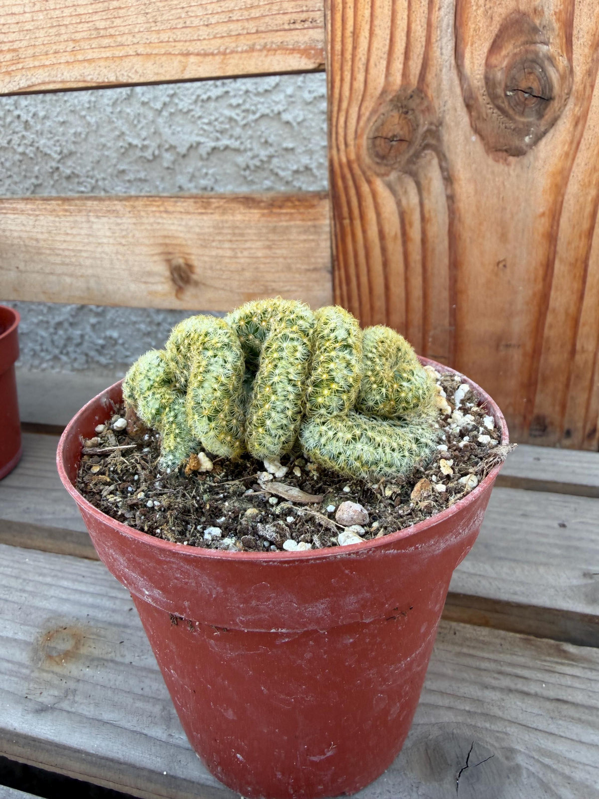 Mammilaria Elongata Cristata | Brain Cactus 4” | Rare Crested Cactus