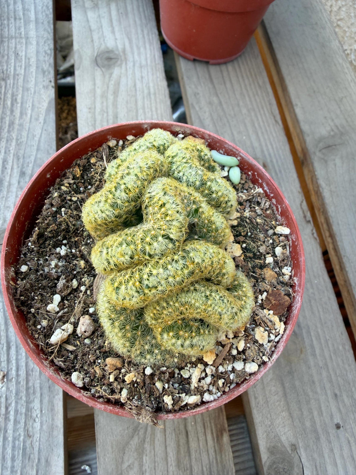 Mammilaria Elongata Cristata | Brain Cactus 4” | Rare Crested Cactus