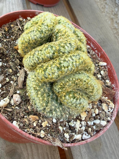 Mammilaria Elongata Cristata | Brain Cactus 4” | Rare Crested Cactus