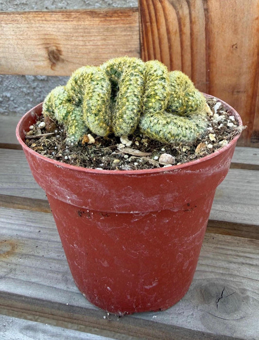 Mammilaria Elongata Cristata | Brain Cactus 4” | Rare Crested Cactus