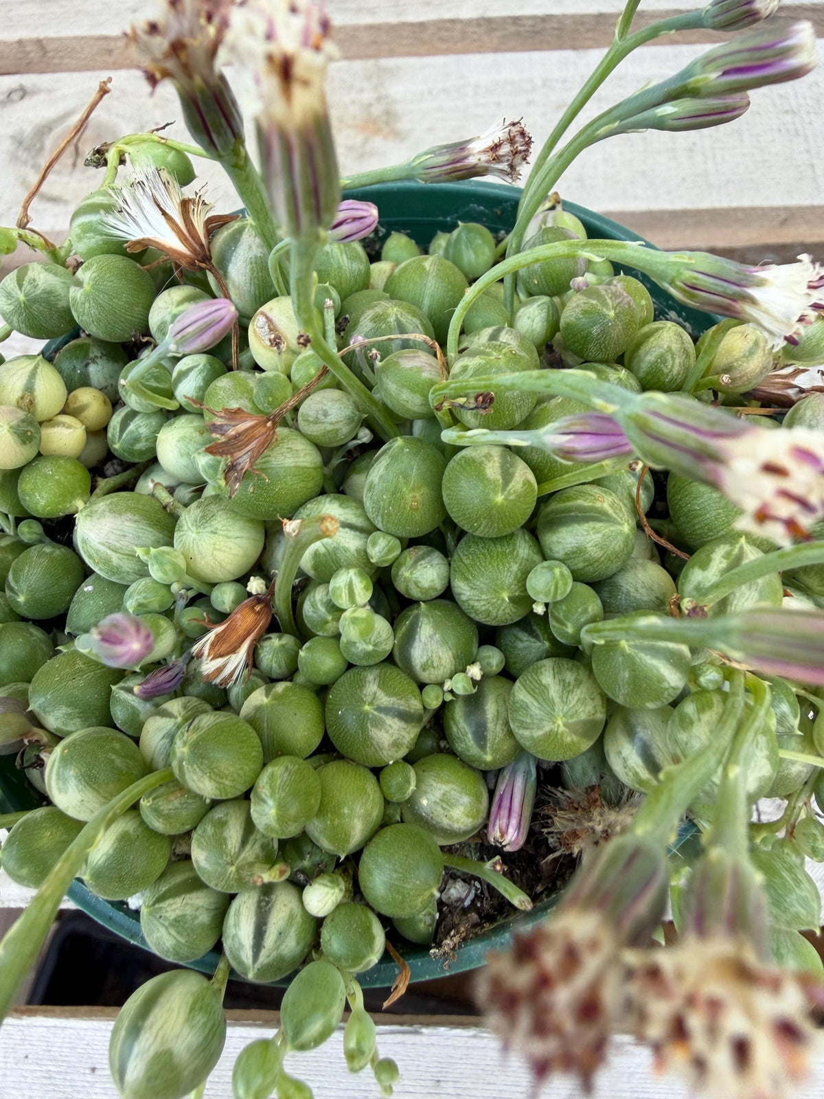 Variegated String of Pearls 4"