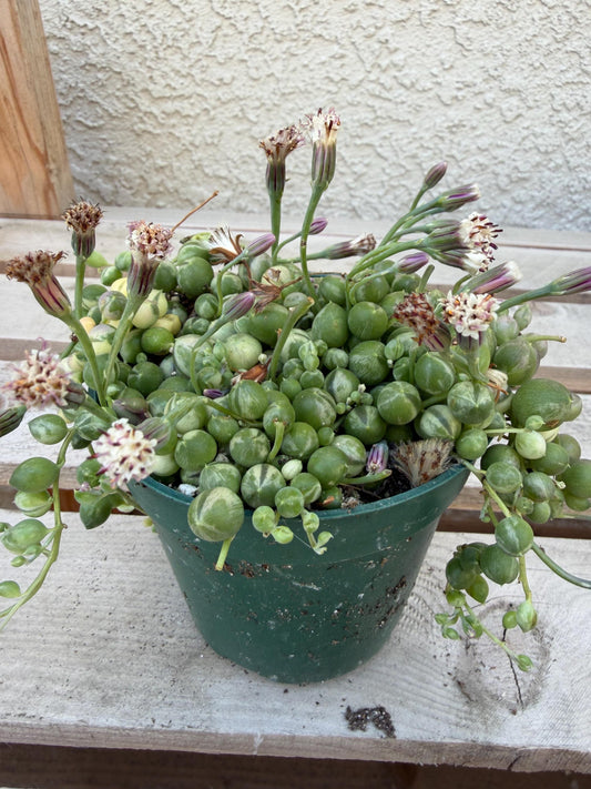Variegated String of Pearls 4"