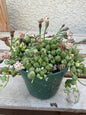 Variegated String of Pearls 4"