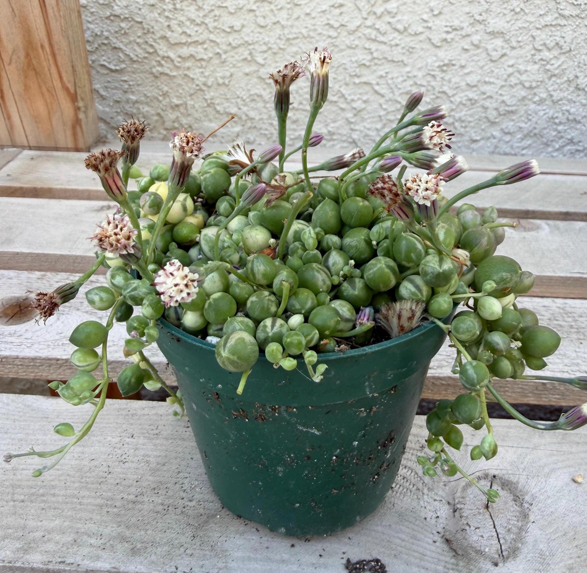 Variegated String of Pearls 4"