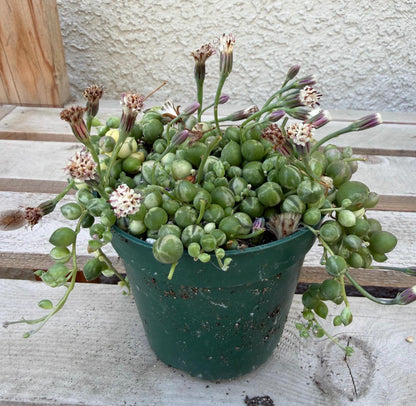 Variegated String of Pearls 4"