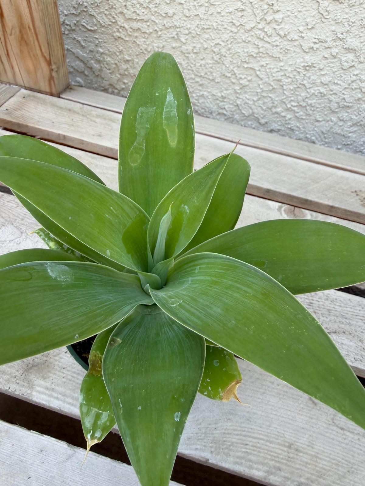 Agave Attenuata | Foxtail Agave 4”