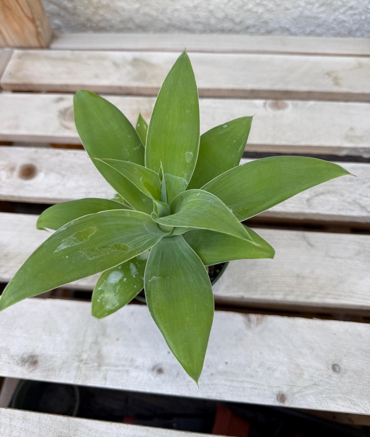 Agave Attenuata | Foxtail Agave 4”