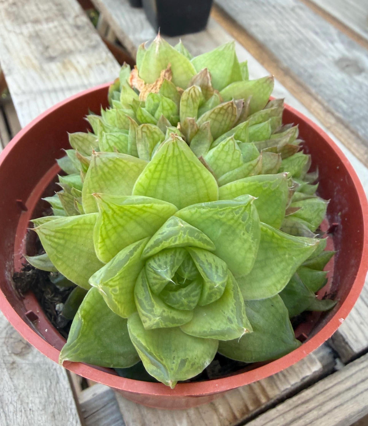 Haworthia Cymbiformis 4” | Rare Succulent