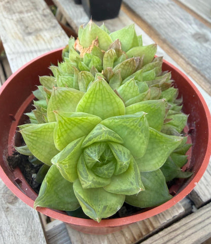 Haworthia Cymbiformis 4” | Rare Succulent