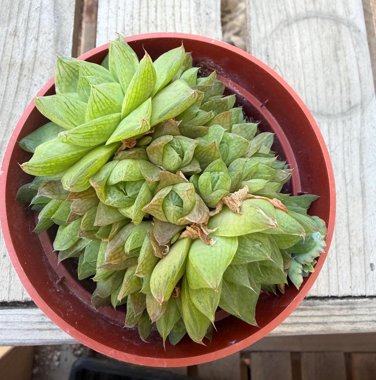 Haworthia Cymbiformis 4” | Rare Succulent
