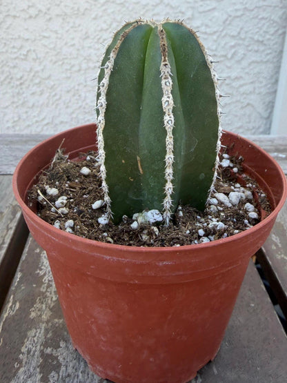 Pachycereus Marginatus | Mexican Fence Post Cactus 4” |  Live Cactus Plant