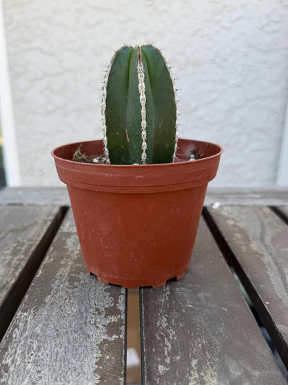 Pachycereus Marginatus | Mexican Fence Post Cactus 4” |  Live Cactus Plant