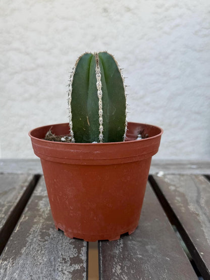 Pachycereus Marginatus | Mexican Fence Post Cactus 4” |  Live Cactus Plant