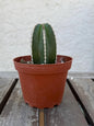 Pachycereus Marginatus | Mexican Fence Post Cactus 4” |  Live Cactus Plant