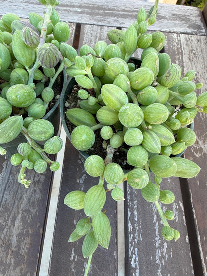 String of Watermelons 4” Succulent | Currio Herreanus | Strings of things plant