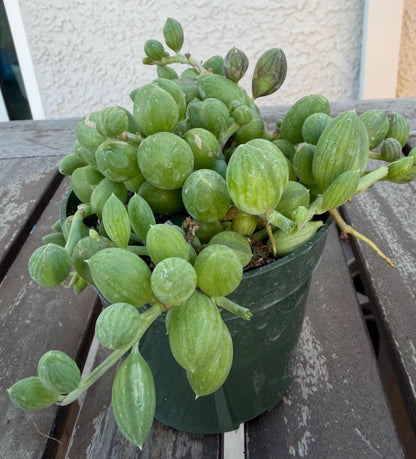 String of Watermelons 4” Succulent | Currio Herreanus | Strings of things plant