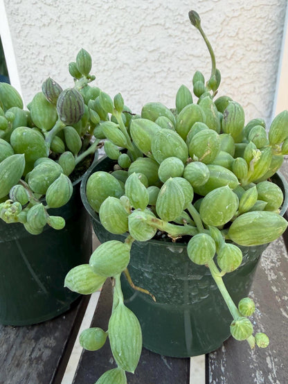 String of Watermelons 4” Succulent | Currio Herreanus | Strings of things plant