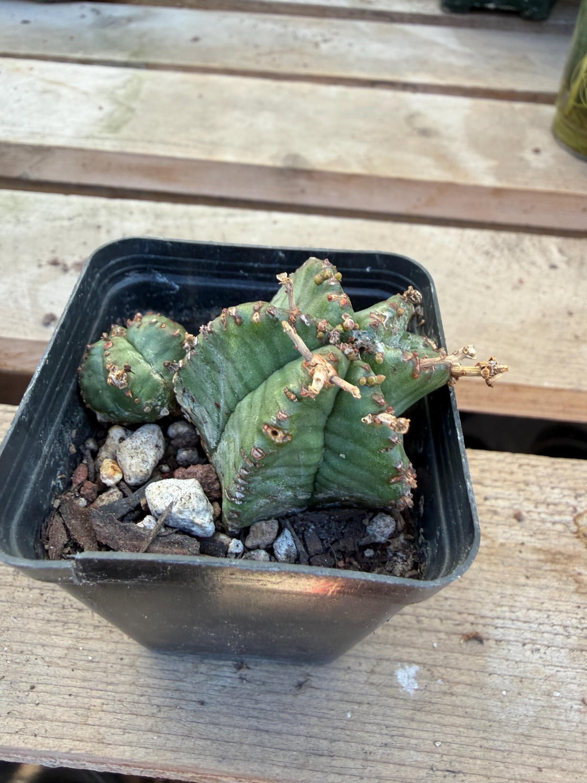Euphorbia horrida – 2” Cactus | Rare Spiny Blue‑Green Euphorbia | Live Cactus Plant | Drought‑Tolerant Desert Plant