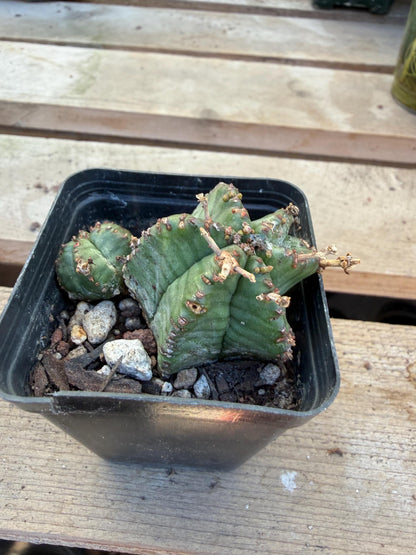 Euphorbia horrida – 2” Cactus | Rare Spiny Blue‑Green Euphorbia | Live Cactus Plant | Drought‑Tolerant Desert Plant