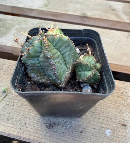 Euphorbia horrida – 2” Cactus | Rare Spiny Blue‑Green Euphorbia | Live Cactus Plant | Drought‑Tolerant Desert Plant