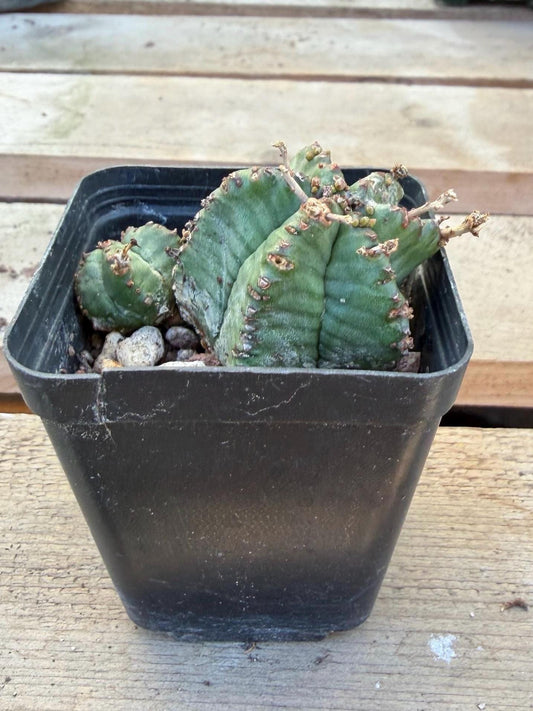 Euphorbia horrida – 2” Cactus | Rare Spiny Blue‑Green Euphorbia | Live Cactus Plant | Drought‑Tolerant Desert Plant