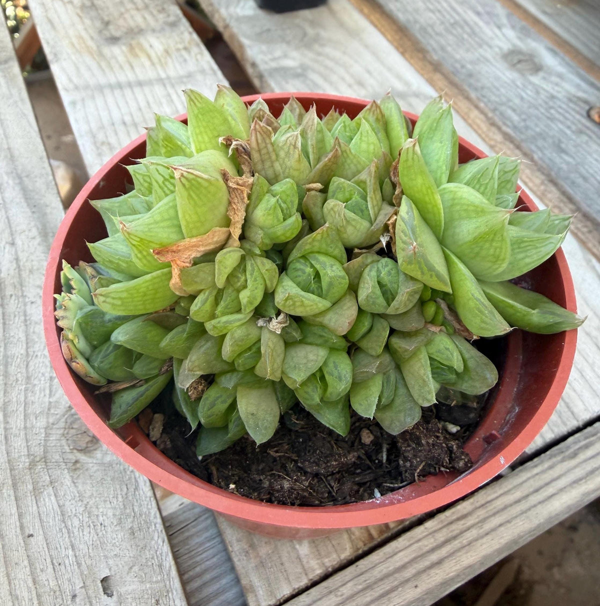 Haworthia Cymbiformis 4” | Rare Succulent