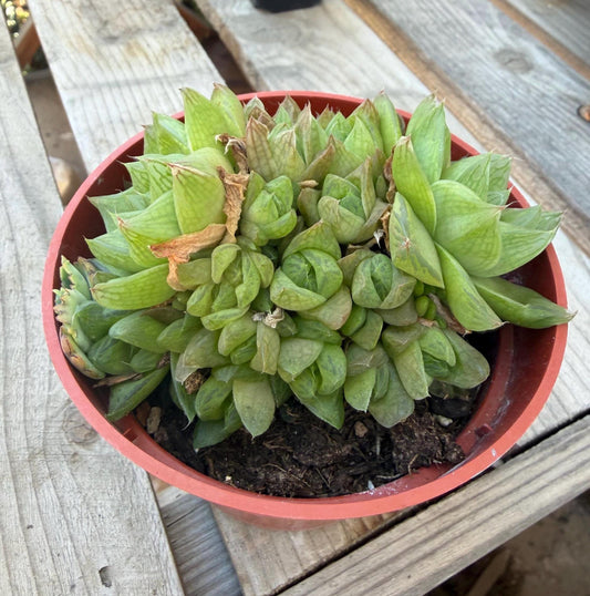 Haworthia Cymbiformis 4” | Rare Succulent