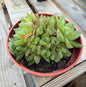 Haworthia Cymbiformis 4” | Rare Succulent