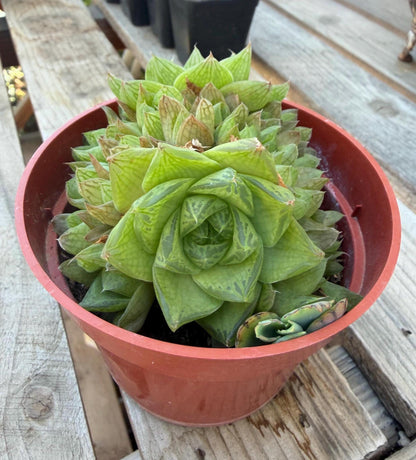 Haworthia Cymbiformis 4” | Rare Succulent
