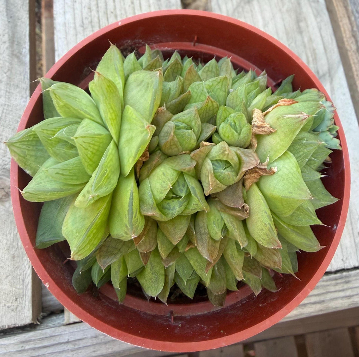 Haworthia Cymbiformis 4” | Rare Succulent