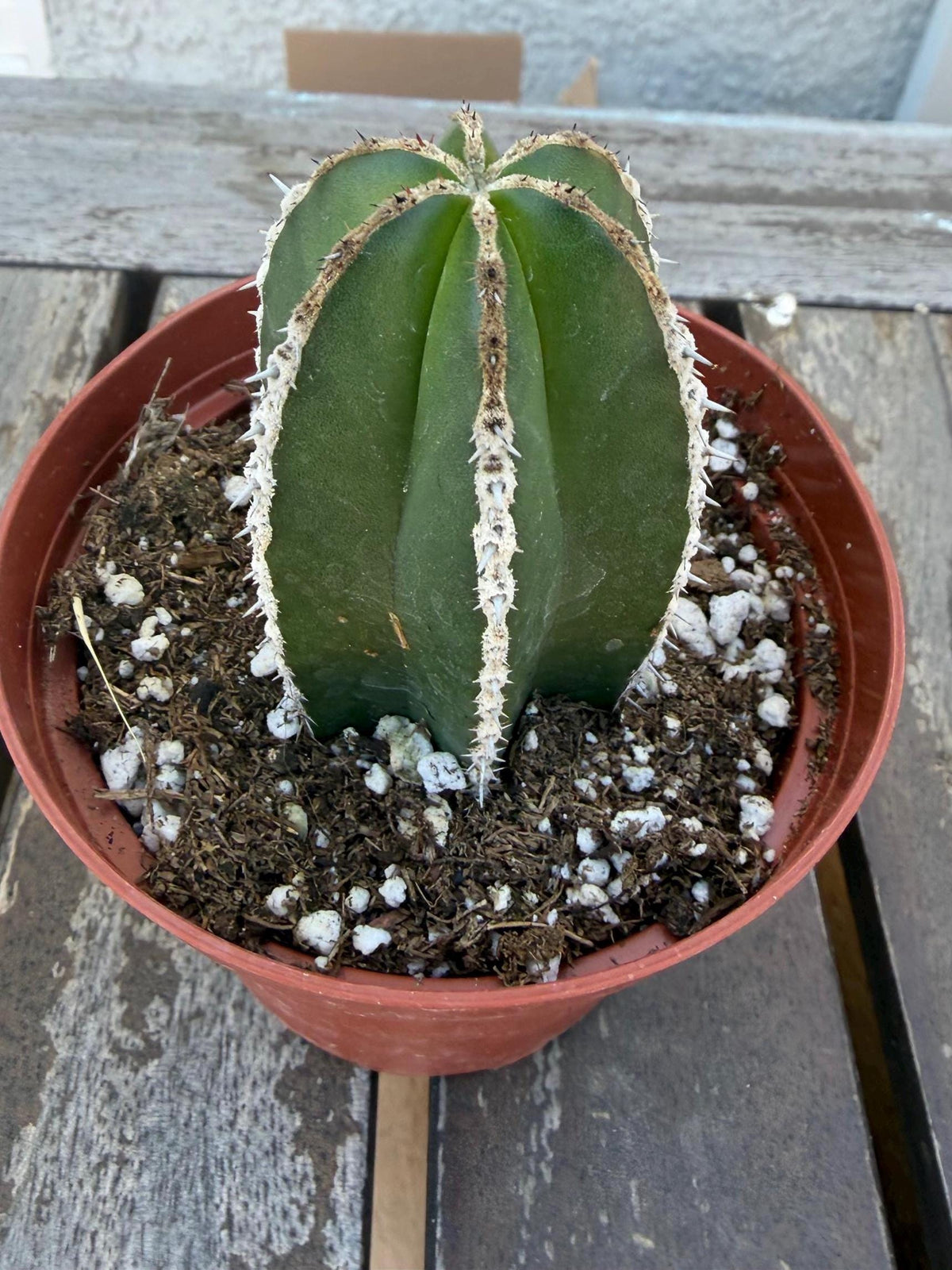 Pachycereus Marginatus | Mexican Fence Post Cactus 4” |  Live Cactus Plant