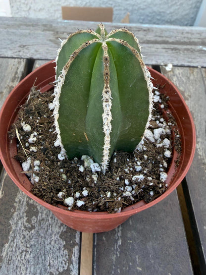 Pachycereus Marginatus | Mexican Fence Post Cactus 4” |  Live Cactus Plant
