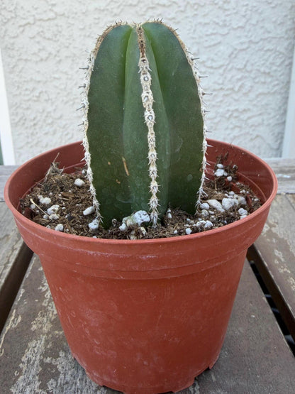 Pachycereus Marginatus | Mexican Fence Post Cactus 4” |  Live Cactus Plant