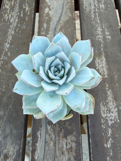 Echeveria Arctic Ice – 2” Pot | Rare Frosted Succulent | Powdery Blue Rosette | Live Plant | Collector Variety