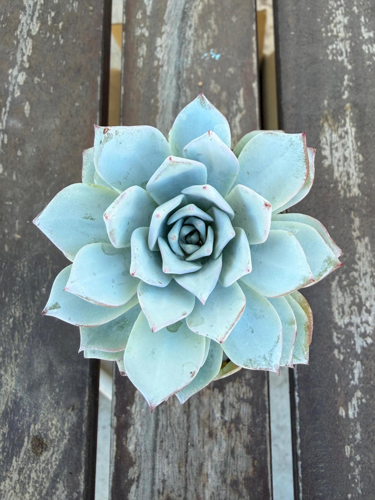 Echeveria Arctic Ice – 2” Pot | Rare Frosted Succulent | Powdery Blue Rosette | Live Plant | Collector Variety