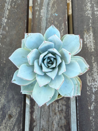 Echeveria Arctic Ice – 2” Pot | Rare Frosted Succulent | Powdery Blue Rosette | Live Plant | Collector Variety