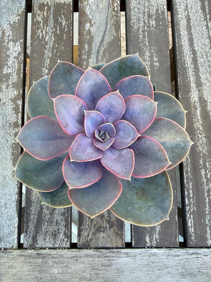 Echeveria Perle von Nurnberg – 6” Large Plant | Pastel Lavender Rosette | Live Succulent | Easy Care Indoor Plant