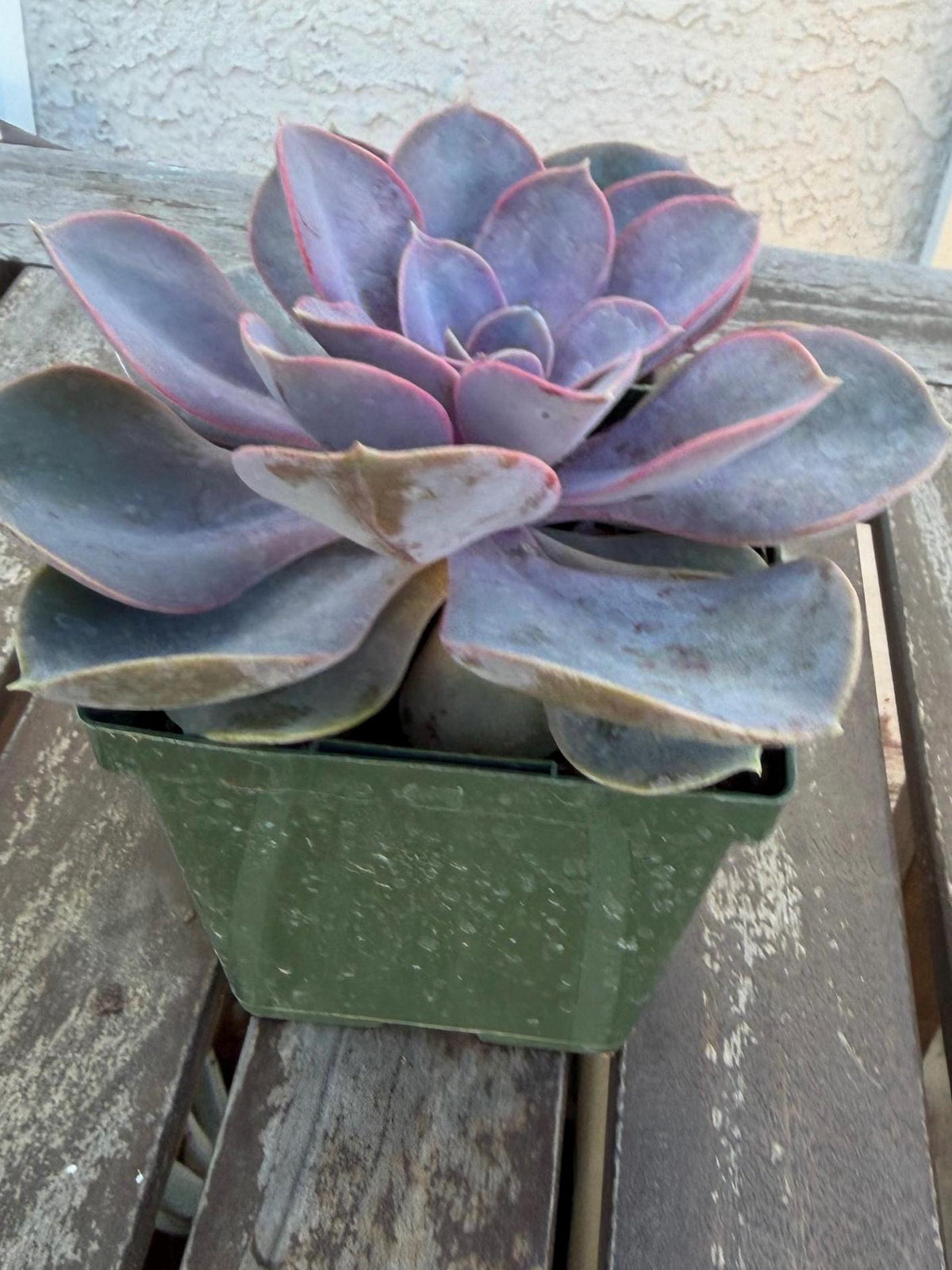 Echeveria Perle von Nurnberg – 6” Large Plant | Pastel Lavender Rosette | Live Succulent | Easy Care Indoor Plant