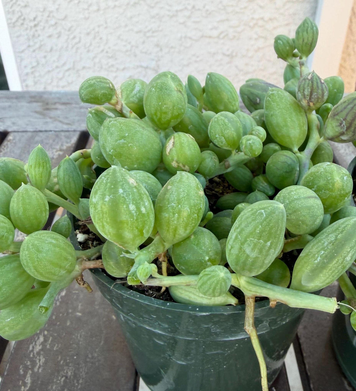 String of Watermelons 4” Succulent | Currio Herreanus | Strings of things plant