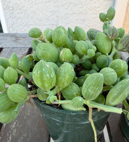 String of Watermelons 4” Succulent | Currio Herreanus | Strings of things plant
