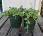 String of Watermelons 4” Succulent | Currio Herreanus | Strings of things plant