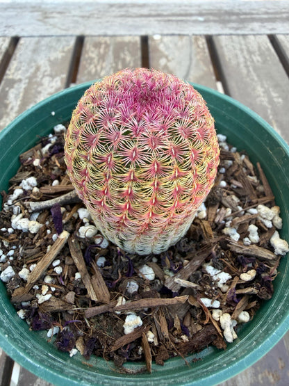 Rainbow Cactus 4” | Echinocereus Rigidissimus | Colorful Cactus | Live Desert Plant