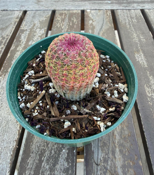 Rainbow Cactus 4” | Echinocereus Rigidissimus | Colorful Cactus | Live Desert Plant