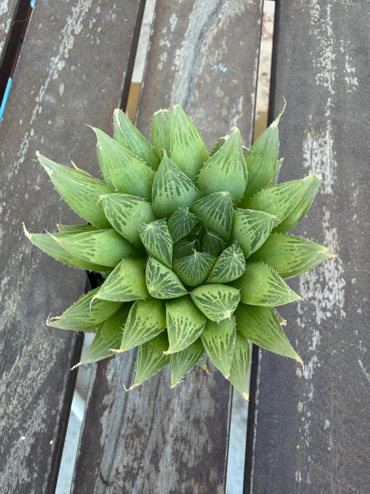 Haworthia cooperi 2" | Rare Transparent Succulent | Crystal Window Plant | Live Indoor Succulent | Easy Care Houseplant | Drought‑Tolerant