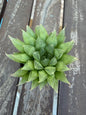 Haworthia cooperi 2" | Rare Transparent Succulent | Crystal Window Plant | Live Indoor Succulent | Easy Care Houseplant | Drought‑Tolerant